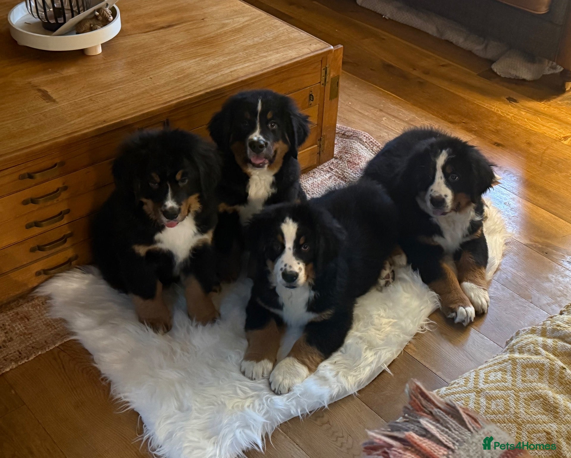 Bernese Mountain Dog dogs for sale: 🐾 Beautiful KC Bernese Mountain Dog Puppies 🐾  - Advert 2