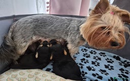 Yorkshire Terrier dogs for sale: Adorable Yorkie Puppies Ready for Loving Homes - Image 19