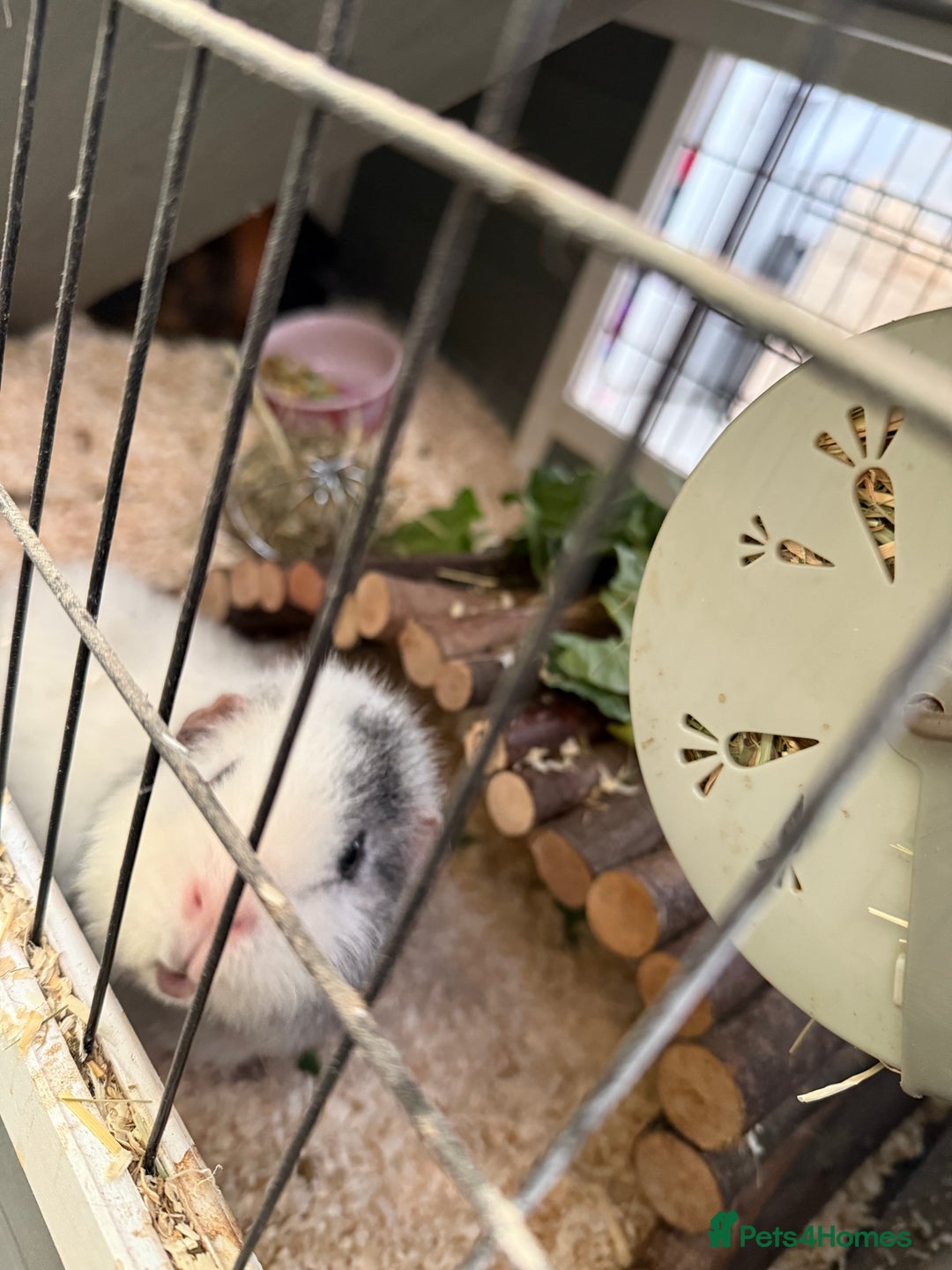 Guinea Pig rodents for sale: Four female guinea pigs and hutch for sale - Image 8