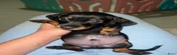 Dachshund dogs for sale: Beautiful dachshund puppies  - Advert 9