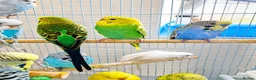 Budgerigars birds for sale: Budgies 2 months 4 Months and 6 months old  - Advert 4