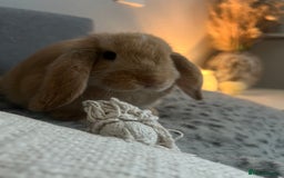 Dwarf Lop rabbits for sale: Female Dwarf Lop - Image 6