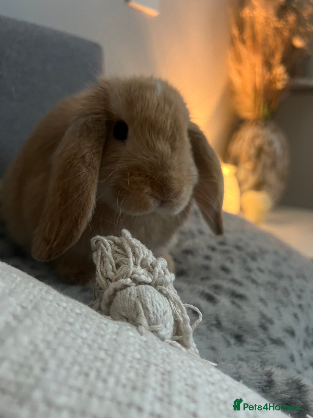 Dwarf Lop rabbits for sale: Female Dwarf Lop - Image 6