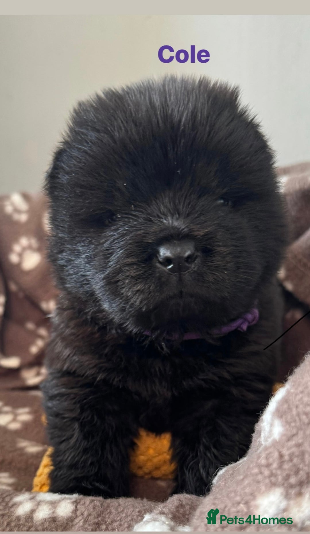 Chow Chow dogs for sale: Wyvernwest - Puppies have arrived  - Advert 9