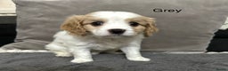 Cavapoo dogs for sale: Six cavapoo puppies F2( d.o.b. 23.10.2025) - Advert 8