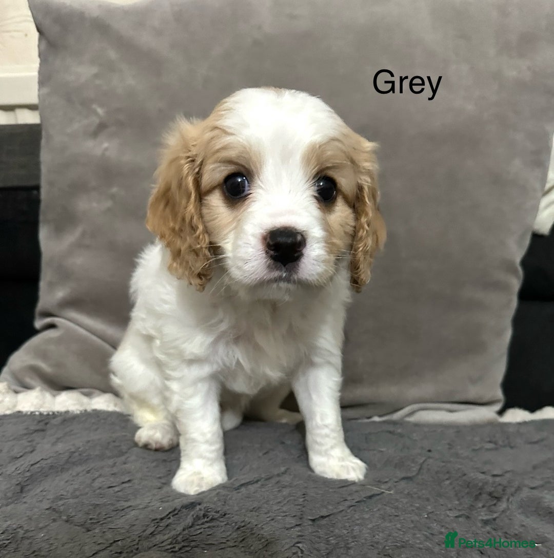 Cavapoo dogs for sale: Six cavapoo puppies F2( d.o.b. 23.10.2025) - Advert 8