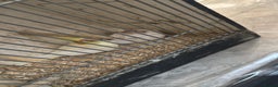 Cockatiels birds for sale:  Cockatiel pair - Advert 6