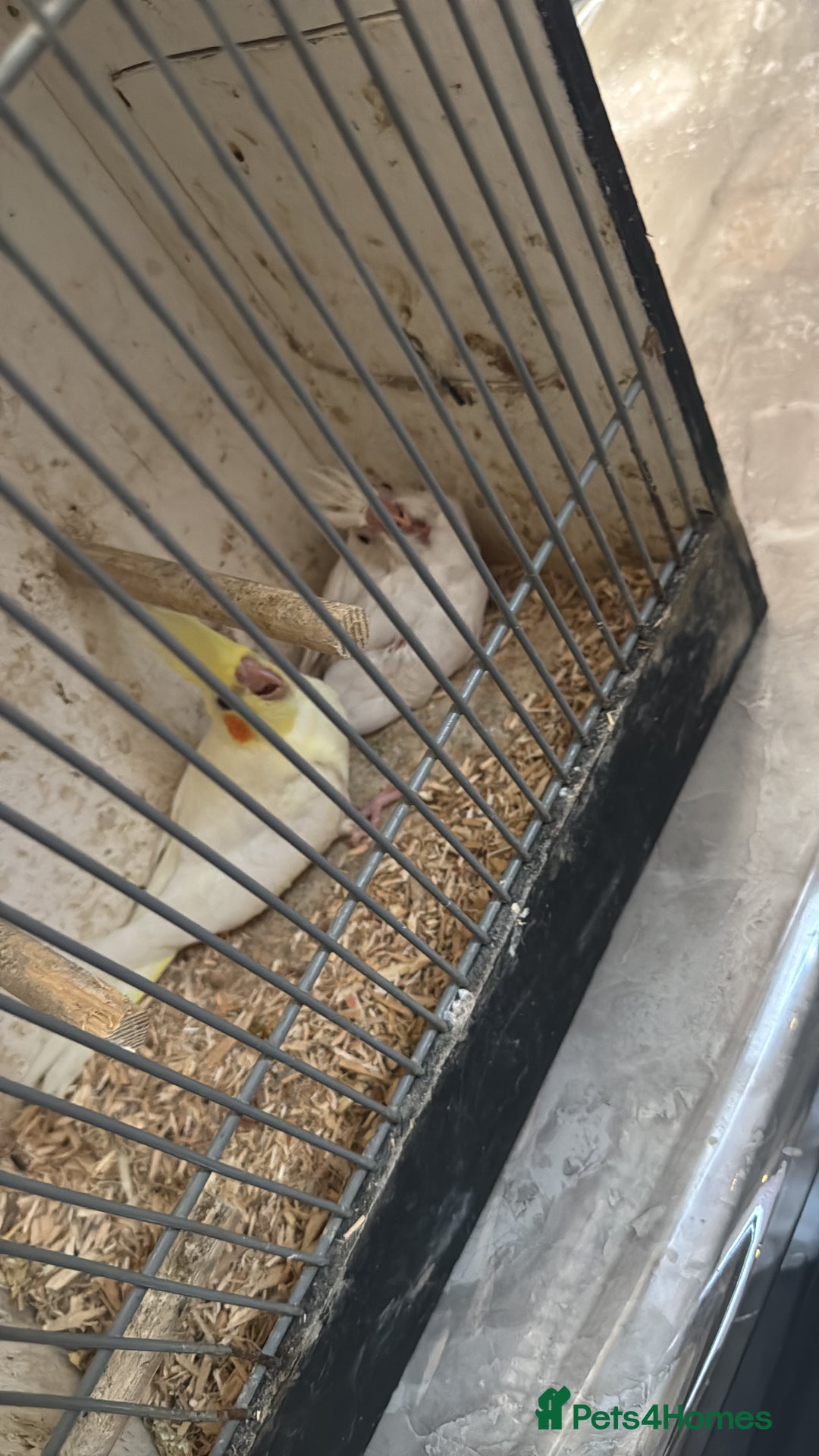 Cockatiels birds for sale:  Cockatiel pair - Advert 6