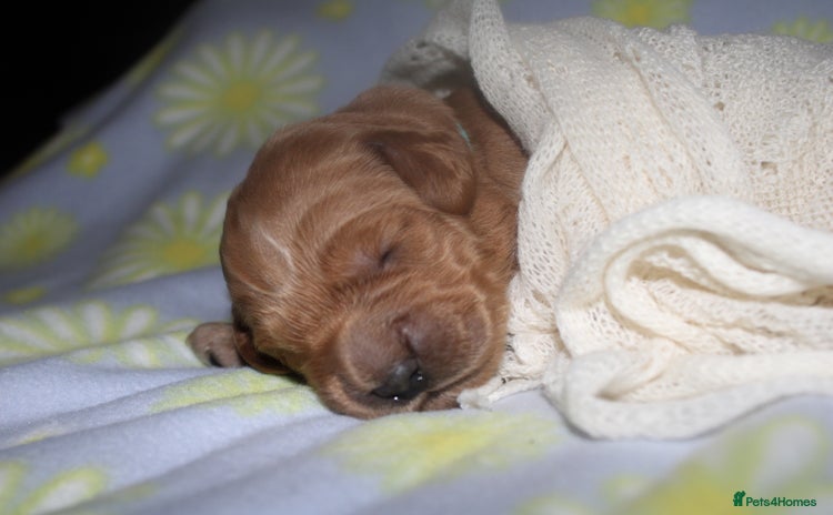 Mini Goldendoodle dogs - Advert 2