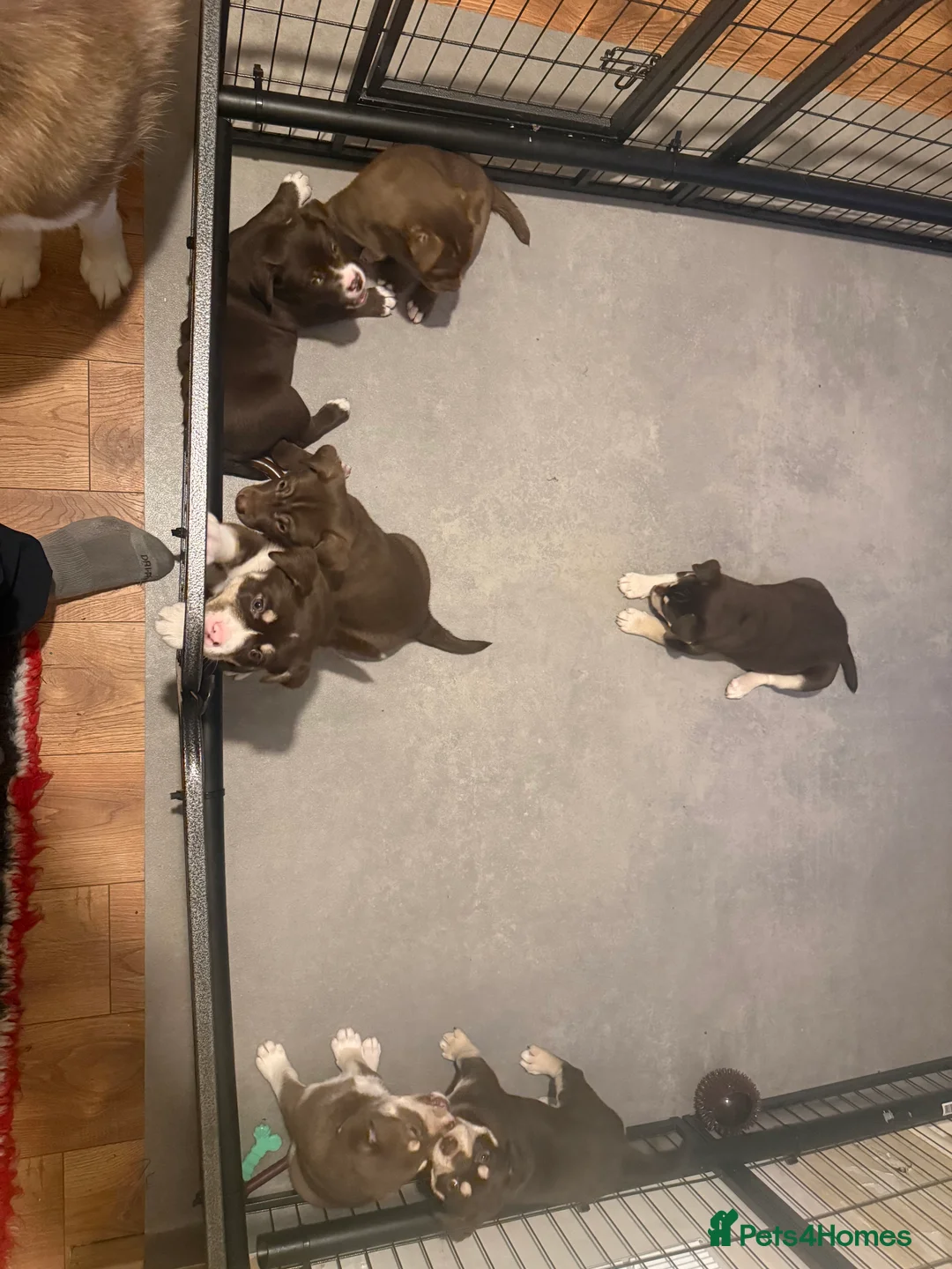 Mixed Breed dogs for sale: Pocket bulldog  Siberian husky x pocket pitskys - Advert 9