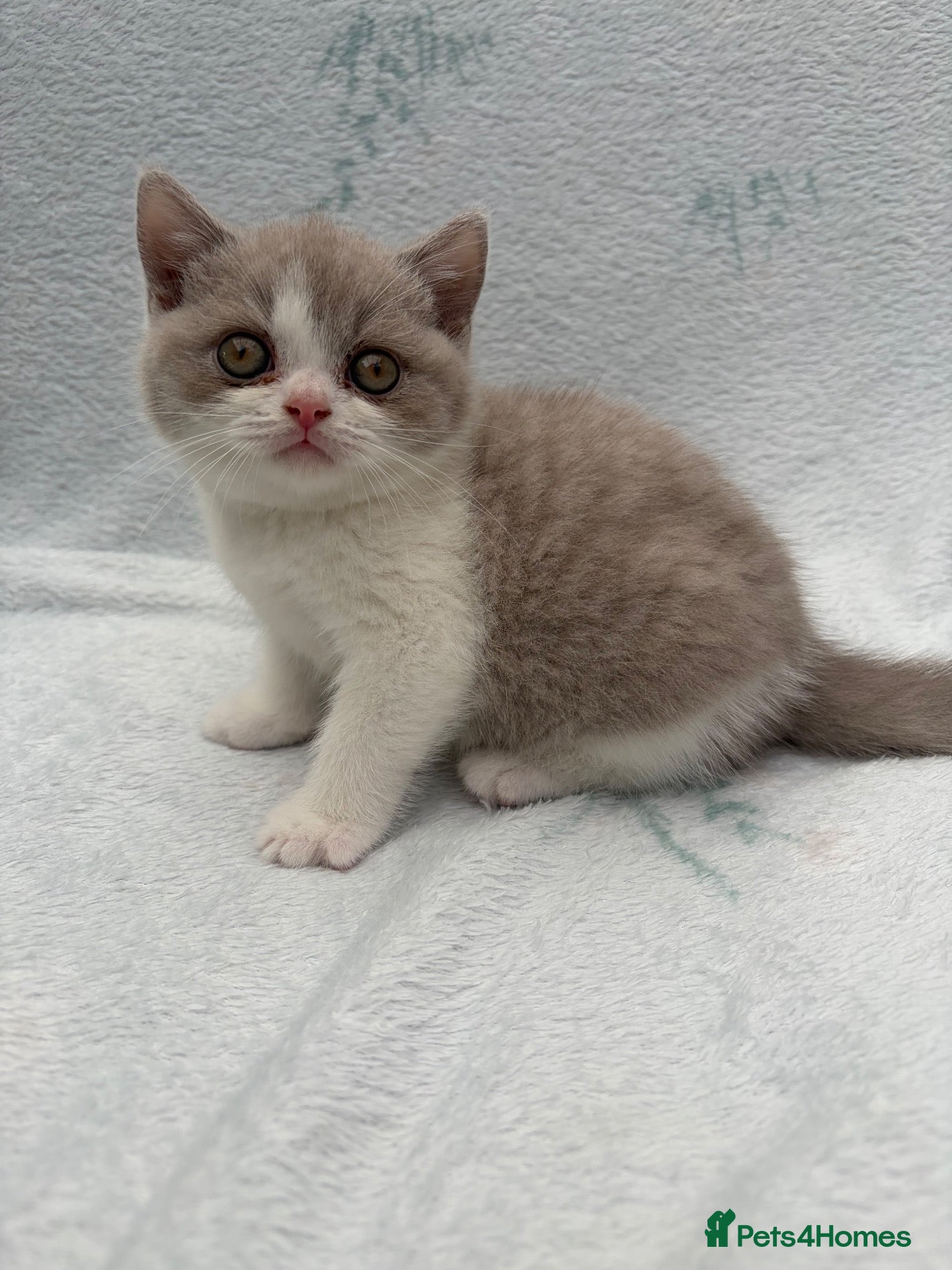 British Shorthair cats for sale: Lilac bi British shorthairs (only one boy left ) - Advert 3