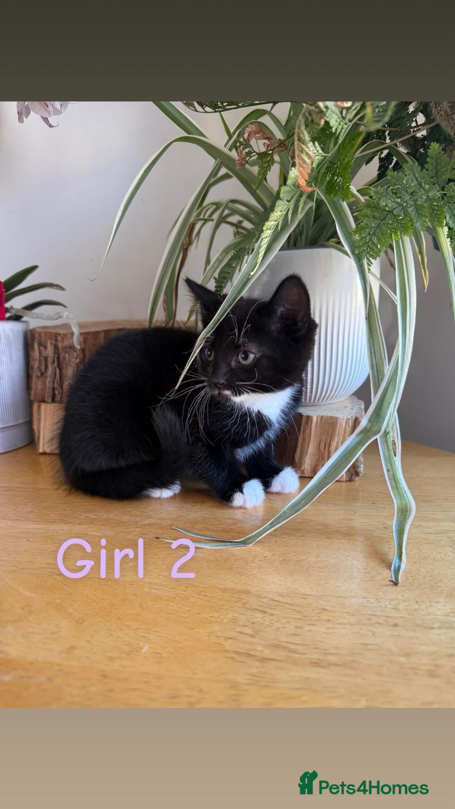 Mixed Breed cats Seven adorable kittens ❤️❤️❤️  - Advert 1