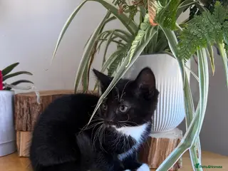 Mixed Breed cats Seven adorable kittens ❤️❤️❤️ - Advert 9