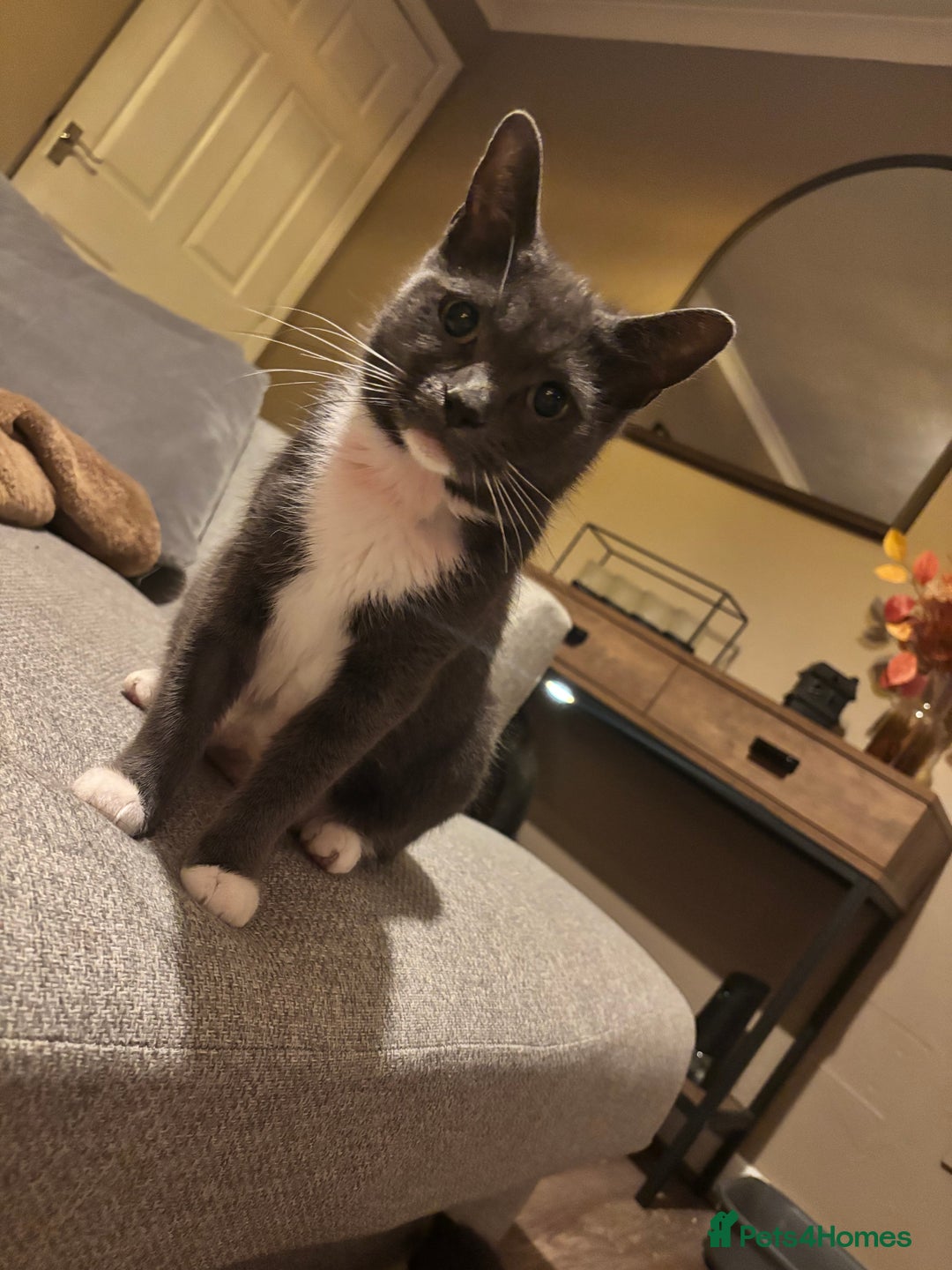 Mixed Breed cats for sale: Beautiful mixed breed kittens  - Image 7