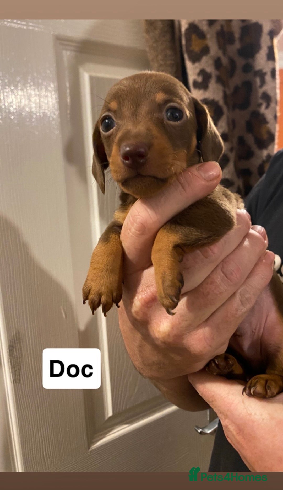 Miniature Dachshund dogs for sale: 5 Miniature Dachshunds ready 16/12/25 🤎 - Advert 3