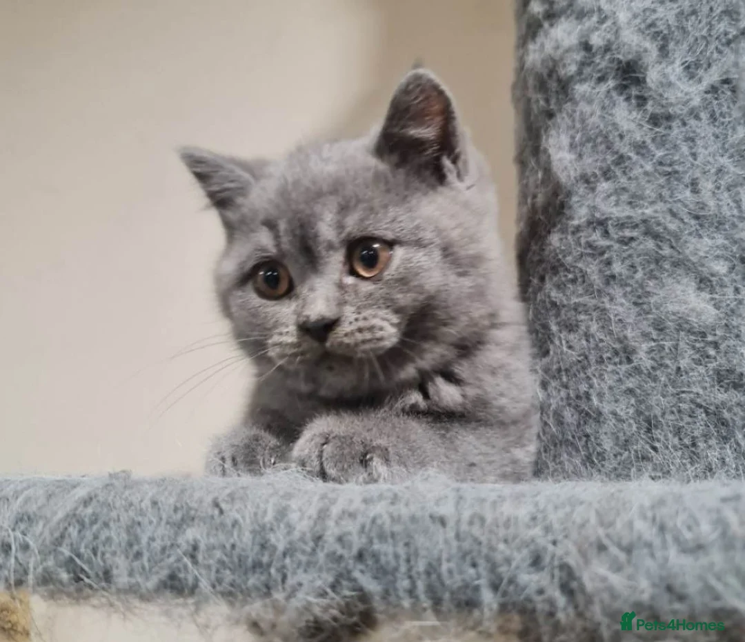 British Shorthair cats for sale: British shorthair  - Advert 2