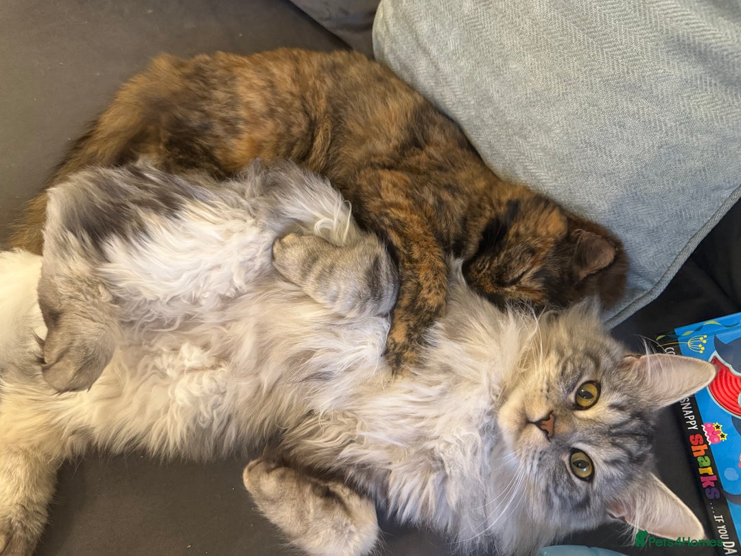 Mixed Breed cats for sale: 2 cats up for rehoming  - Image 5