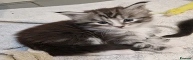 Maine Coon Kitten 1