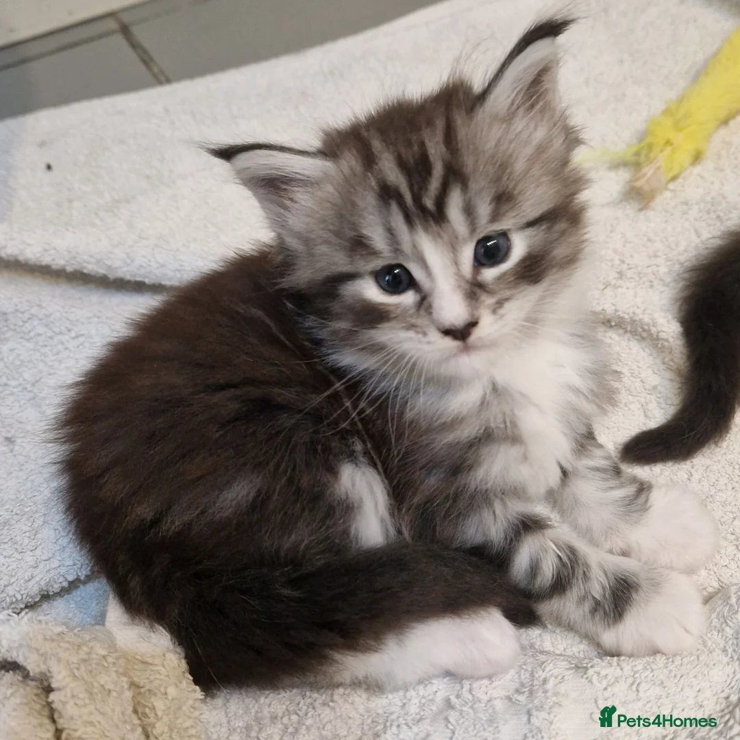 Maine Coon cats for sale: Pedigree XXL mainecoon kittens  - Advert 24