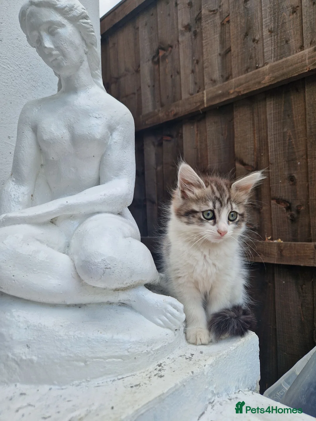 Maine Coon cats for sale: KITTENS  - Advert 12