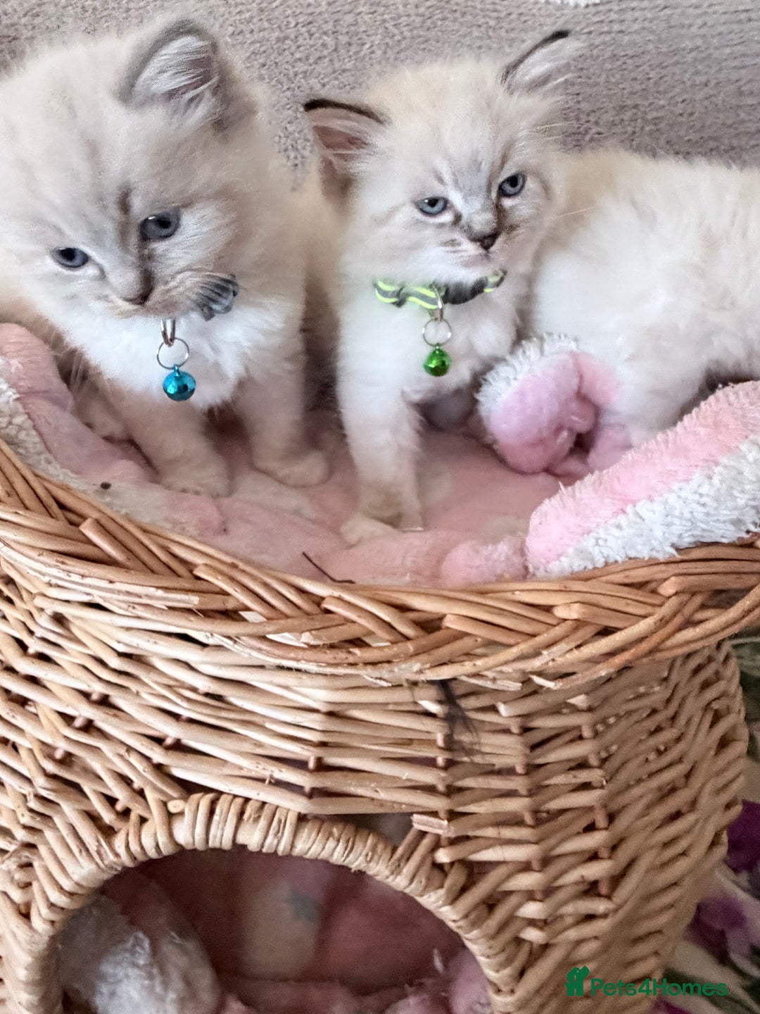 Ragdoll cats for sale: Special Ragdoll babies  - Advert 28