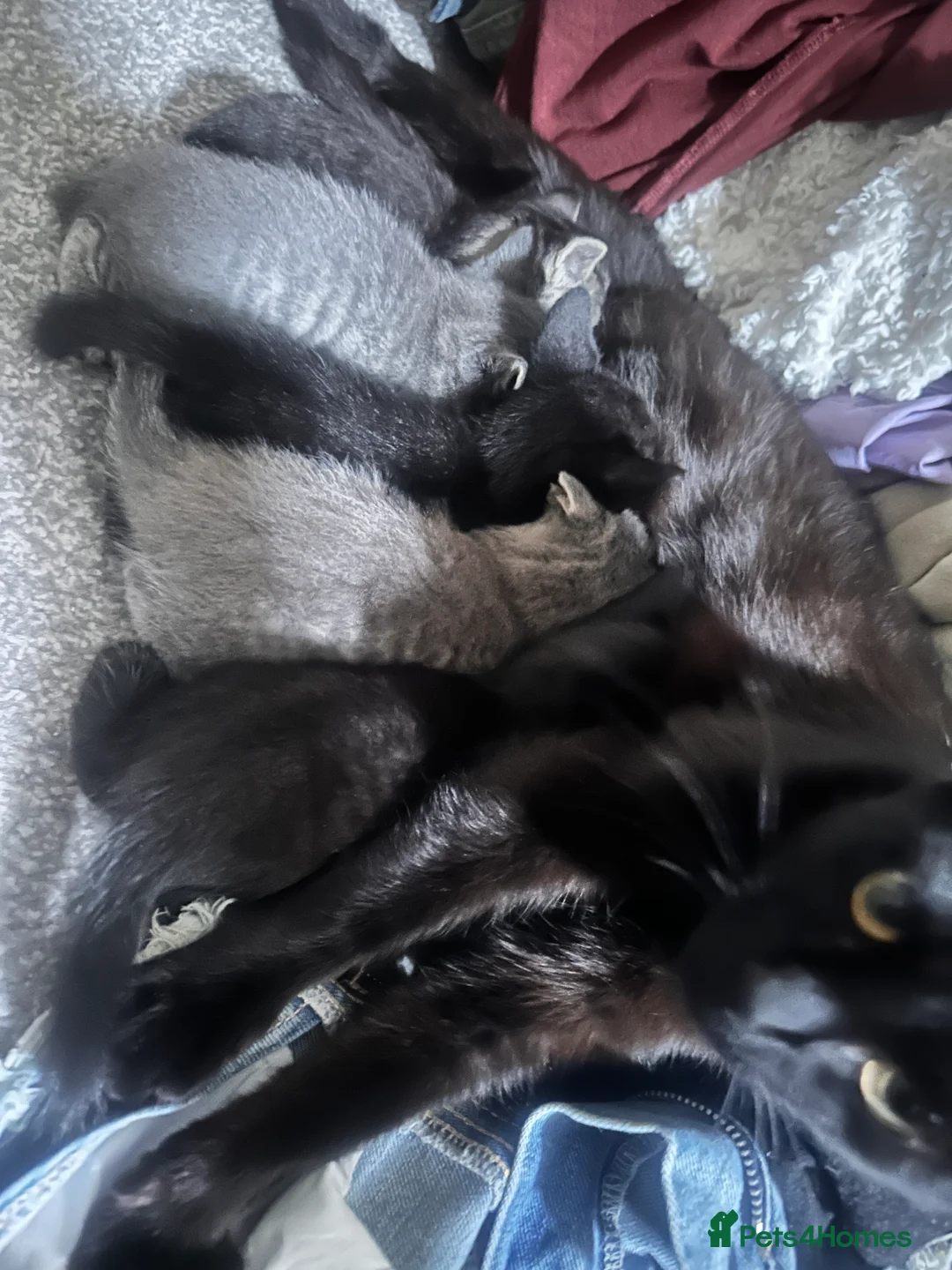 Bengal cats for sale: 🩶 Silver & Black Bengal x Bombay Kittens - Advert 2