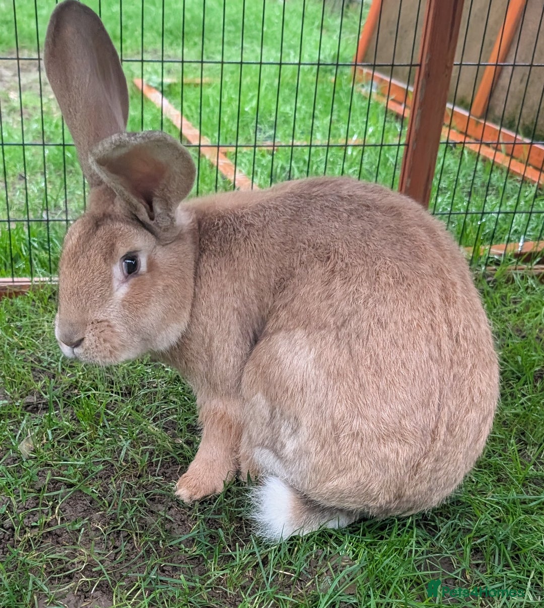 Continental Giant rabbits for sale: Yellow Self 10 mo Continental Giant Buck Rabbit - Advert 2