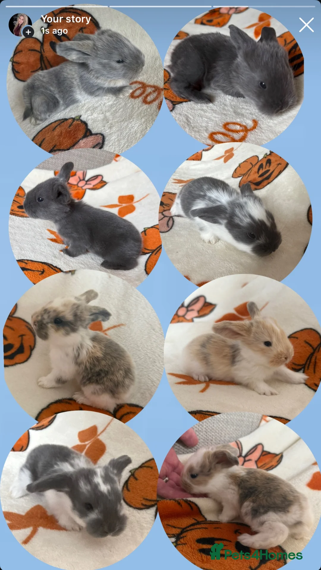 French Lop rabbits for sale: Giant French lop rabbits  - Advert 1