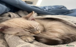 Ragdoll cats for sale: 2 ragdoll x bengal kittens  - Image 1