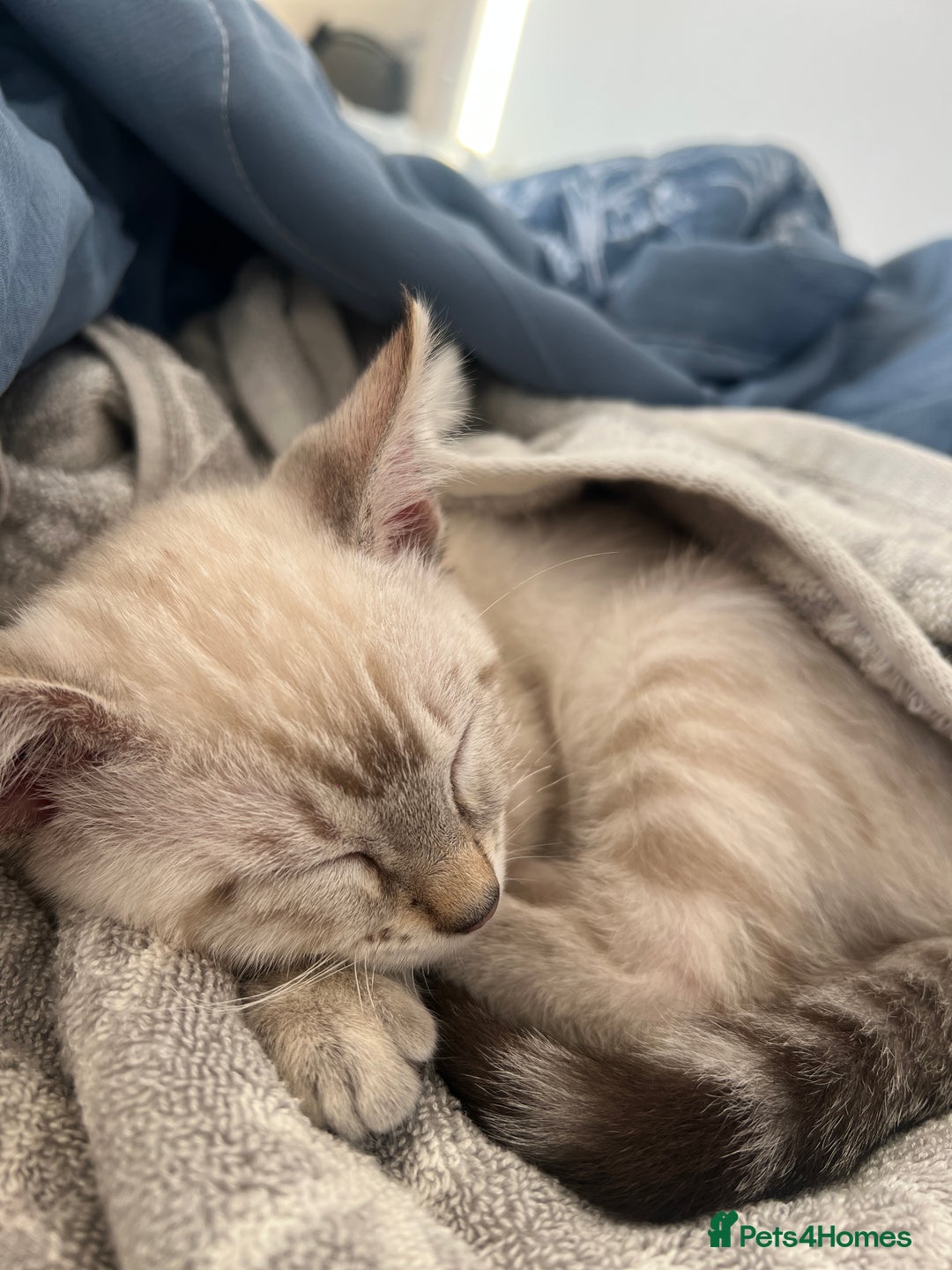 Ragdoll cats for sale: 2 ragdoll x bengal kittens  - Image 1