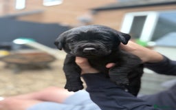 Labrador Retriever dogs for sale: 3 gorgeous black Labrador puppies - Image 8
