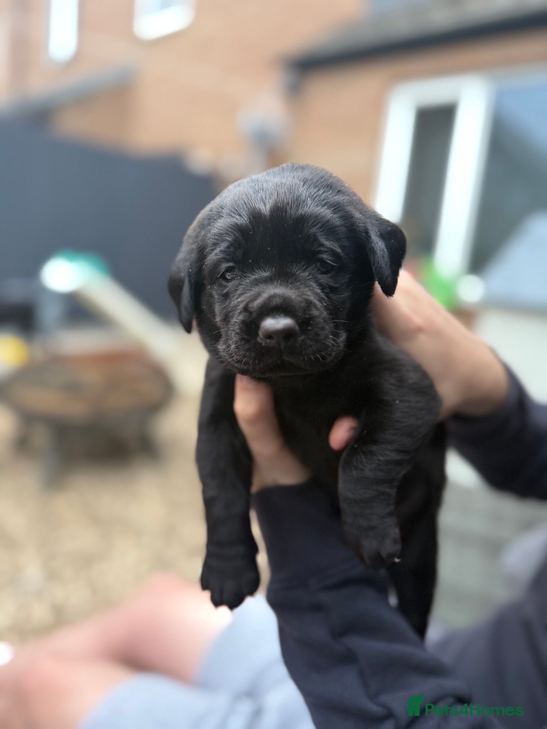 Labrador Retriever dogs for sale: 3 gorgeous black Labrador puppies - Image 8