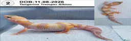 Leopard Gecko reptiles for sale: Baby Leopard Geckos - Advert 3