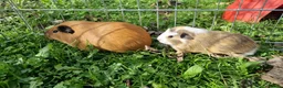 Guinea Pig rodents for sale: California x male 6m and baby boy - Advert 6