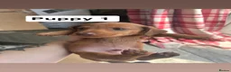 Dachshund dogs for sale: Gorgeous miniature daschunds  - Advert 35