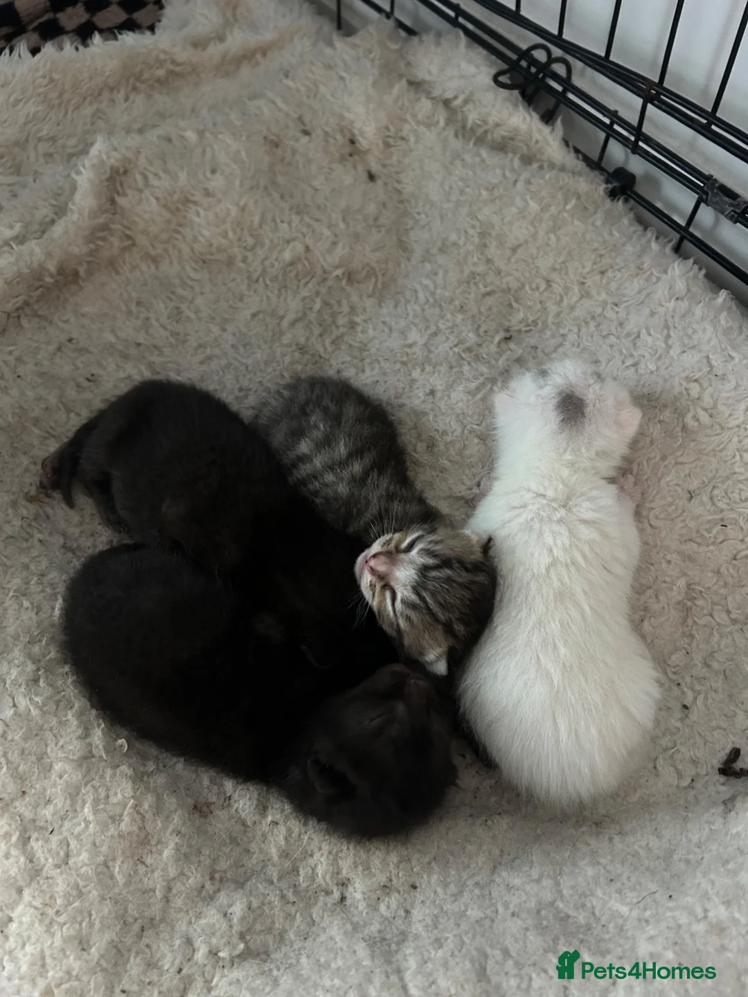 Mixed Breed cats for sale: 3 new kittens to go  in Basingstoke - Advert 2