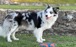 Border Collie dogs for stud: Blue Merle Border Collie Looking for Girlfriend - Image 4