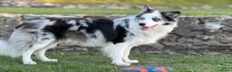 Border Collie dogs for stud: Blue Merle Border Collie **Stud** - Advert 4