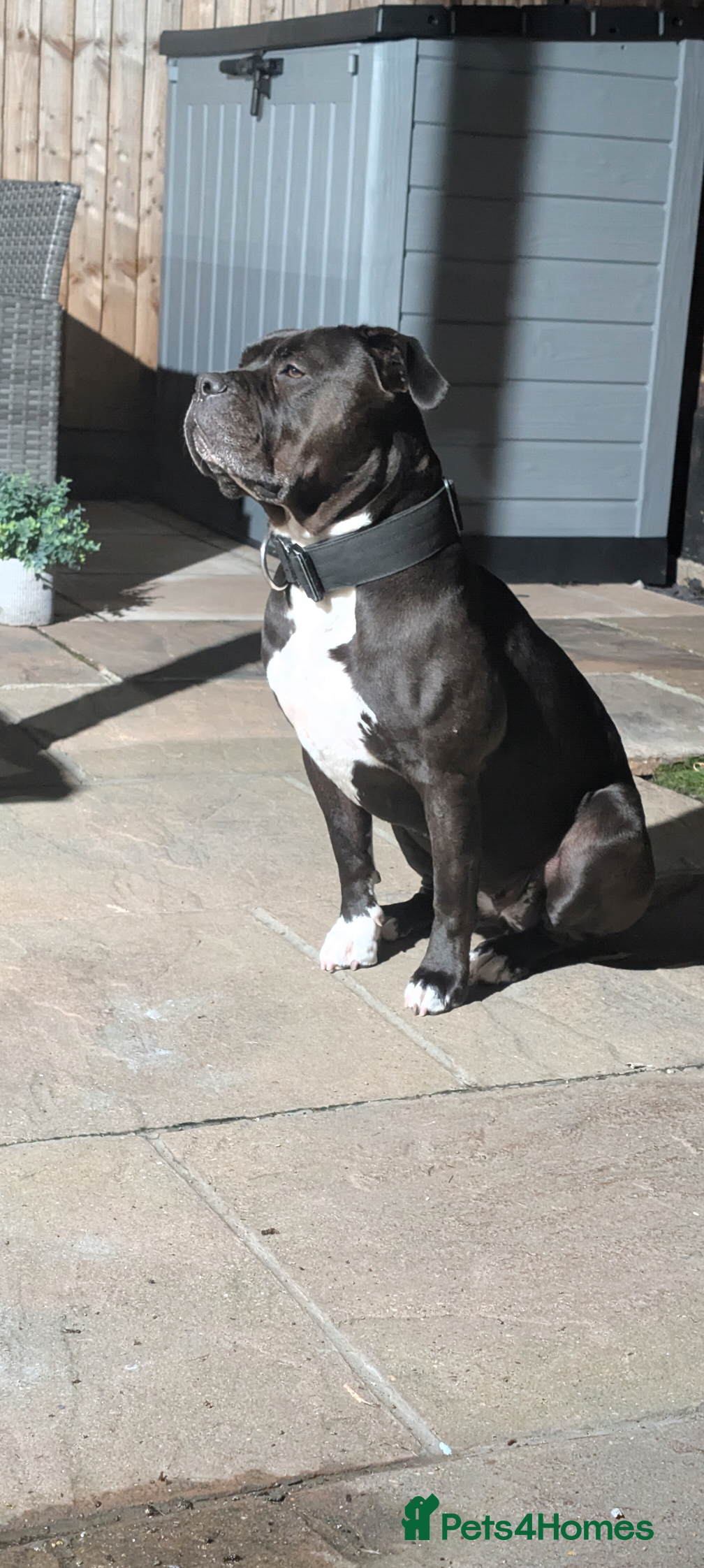 Mixed Breed dogs 4yr old female mixed breed dog for sale. - Advert 1