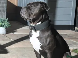 Mixed Breed dogs 4yr old female mixed breed dog for sale. - Advert 2