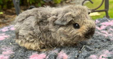 Guinea Pig rodents - Advert 5