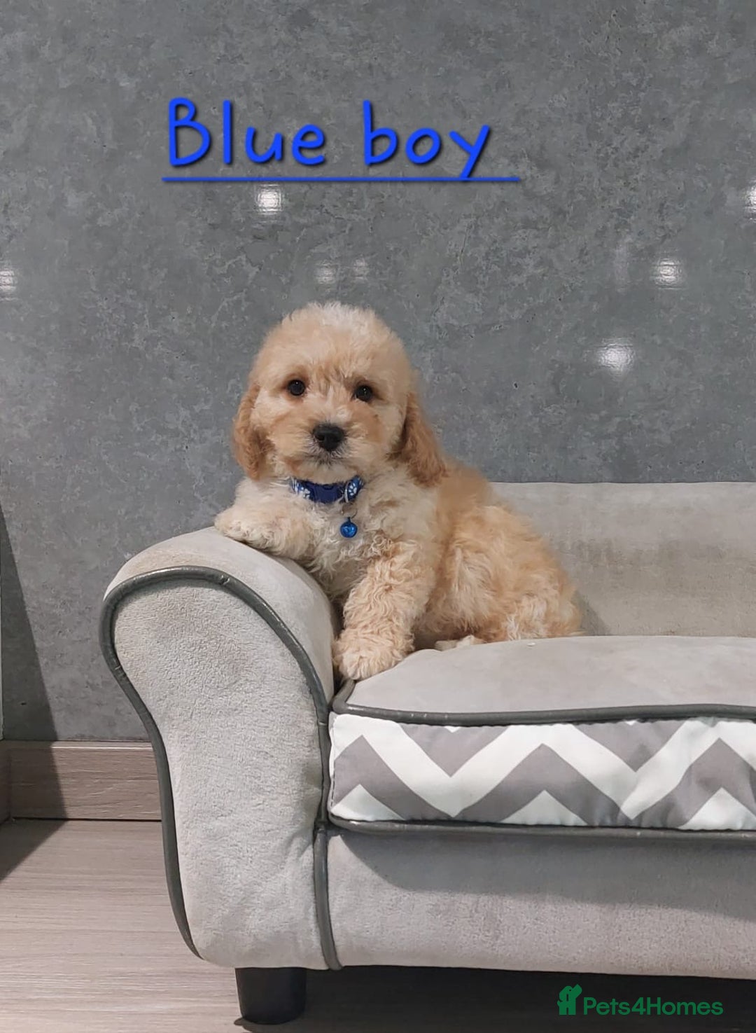 Cavachon dogs for sale: Cavapoochon puppies 🥰 - Image 6