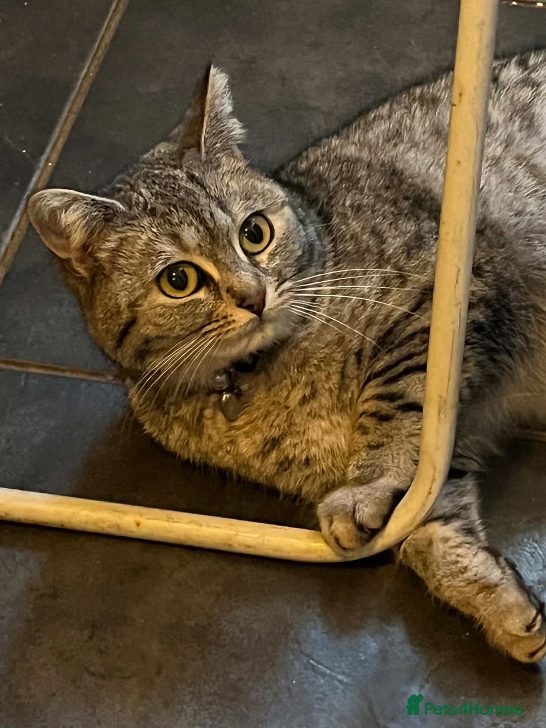 British Longhair cats for sale: Female Cat - Advert 2