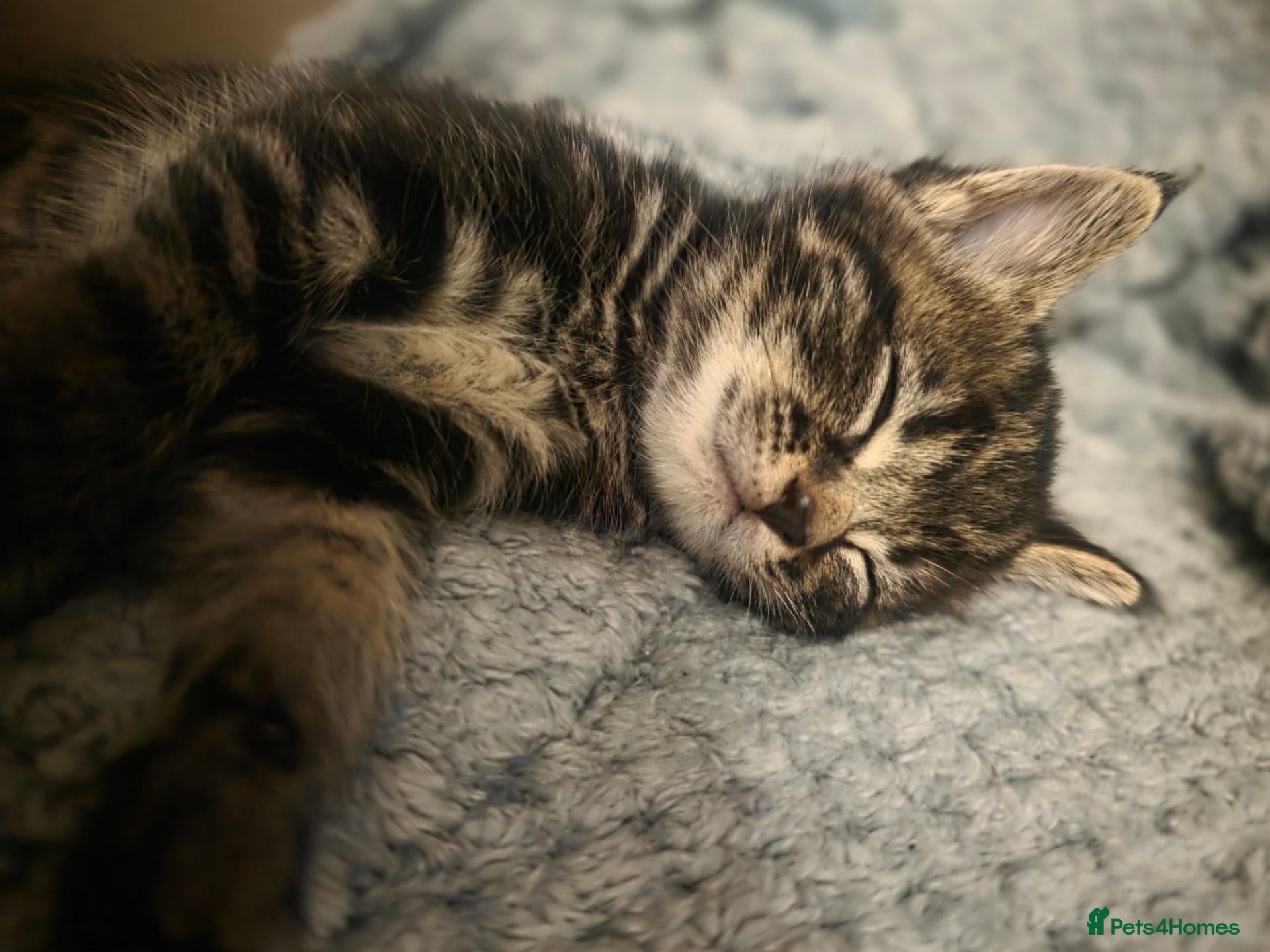 Mixed Breed cats 2 beautiful babies looking for forever homes - Advert 2