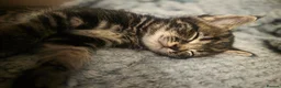 Mixed Breed cats for sale: 3 beautiful babies looking for forever homes - Advert 14