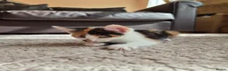 Mixed Breed cats for sale: 2 Beautiful Kittens LEFT!  - Advert 7