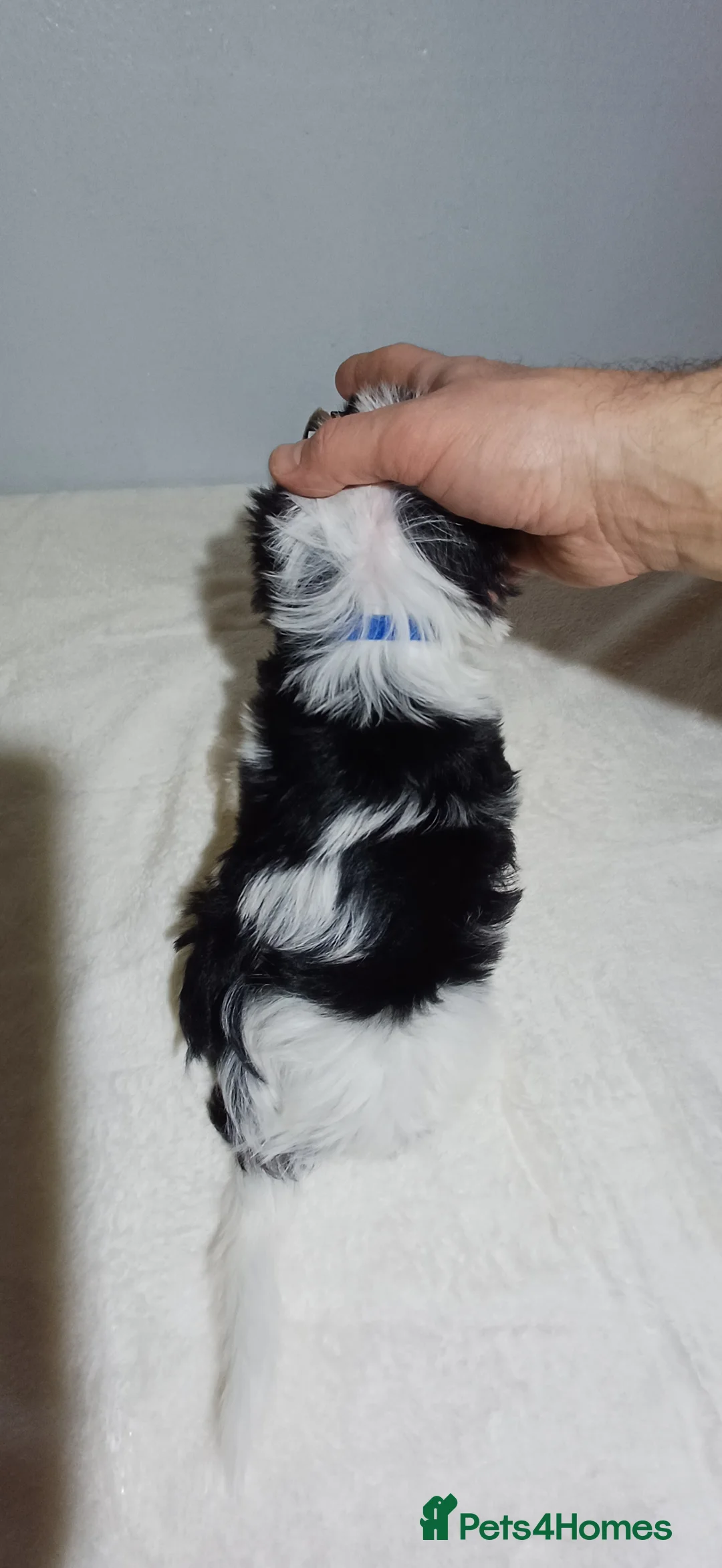 Yorkshire Terrier dogs for sale: 100% Biewer yorkshire-terrier Pedigree  - Advert 25