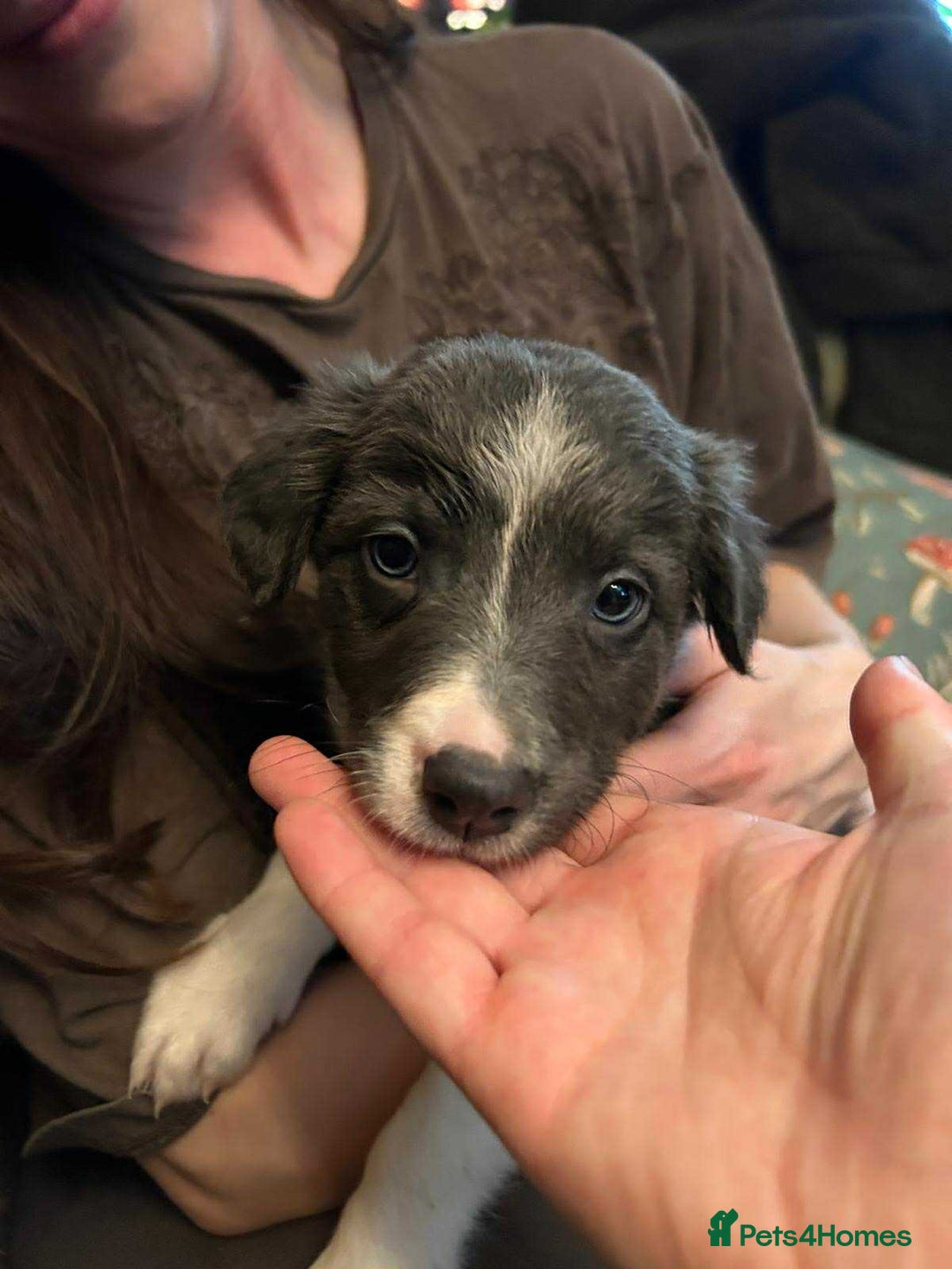 Border Collie dogs for sale: Border Collie Bitch Pups - Advert 7