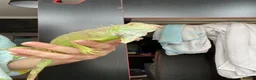 Iguana reptiles for sale: Green iguana 11 months old plus set up - Advert 19
