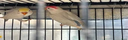 Lovebirds birds for sale: Pale Fallow Lovebirds  - Advert 6
